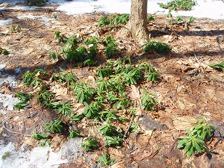 e0004756_848518.jpg