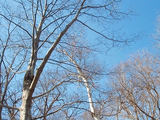 e0004756_853368.jpg