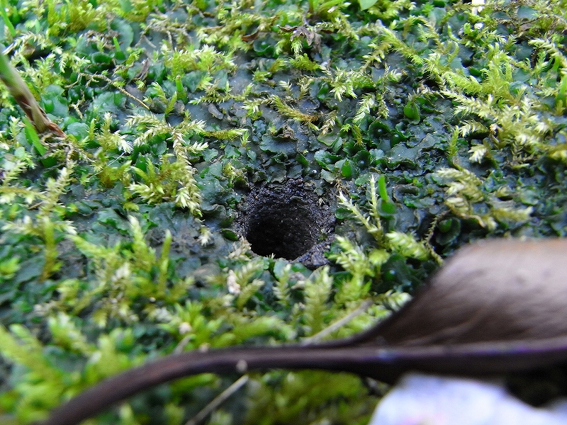 c0142963_102648.jpg