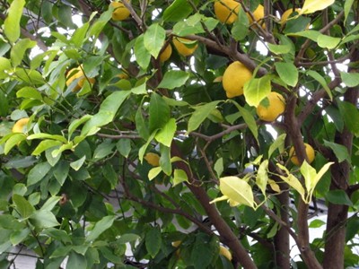 f0003174_1672954.jpg