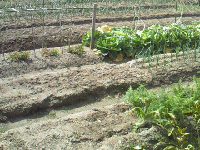 e0176785_19412785.jpg