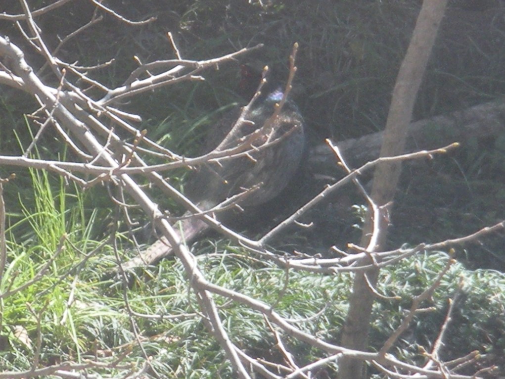 c0003217_10383654.jpg