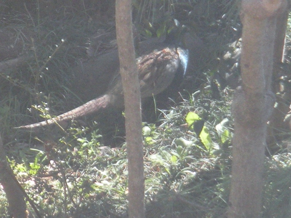 c0003217_1038535.jpg