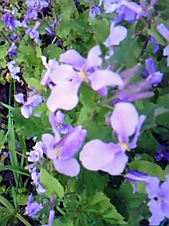 b0137932_20115189.jpg