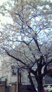 c0125532_20382310.jpg