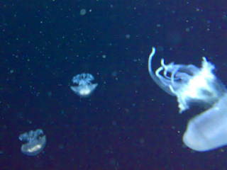 e0166363_1154415.jpg