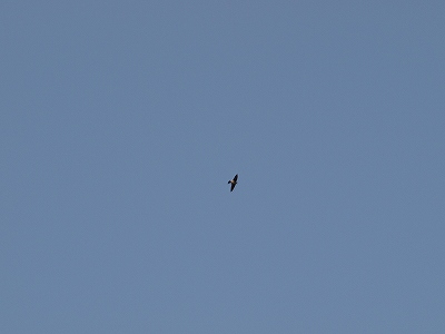 d0025568_636439.jpg