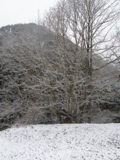 d0134473_17411341.jpg