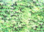 c0139777_16381945.jpg