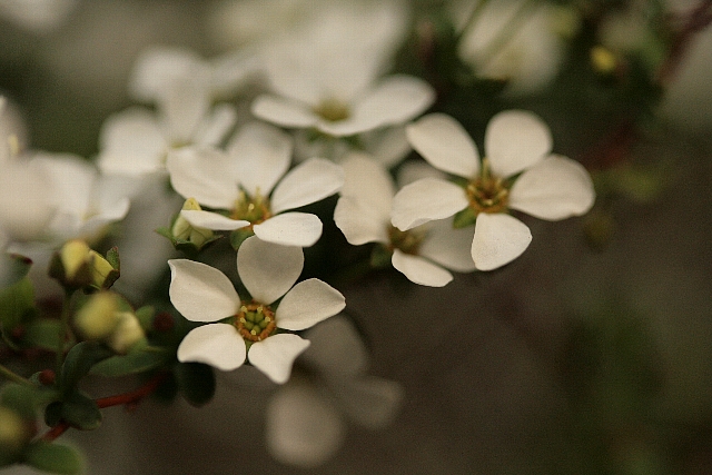d0133693_17574154.jpg