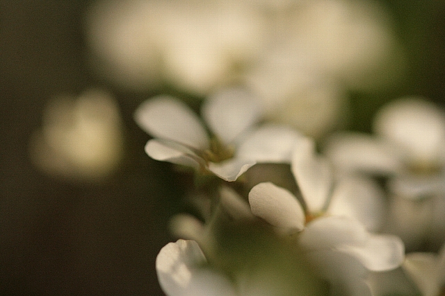 d0133693_17581379.jpg