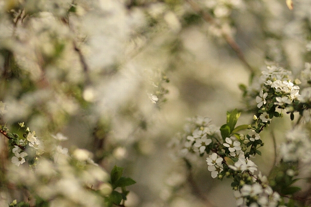 d0133693_1758327.jpg