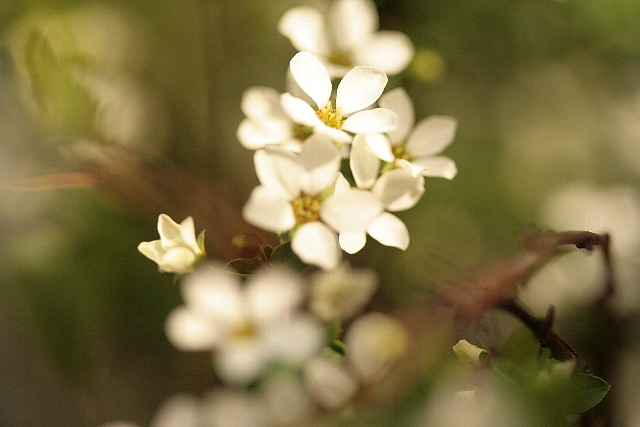 d0133693_1758416.jpg