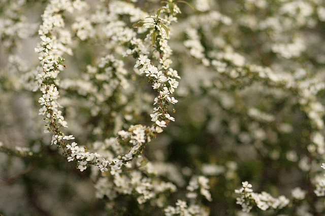 d0133693_17592392.jpg