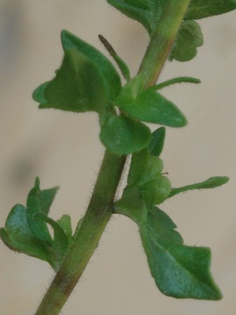 f0181295_16331884.jpg