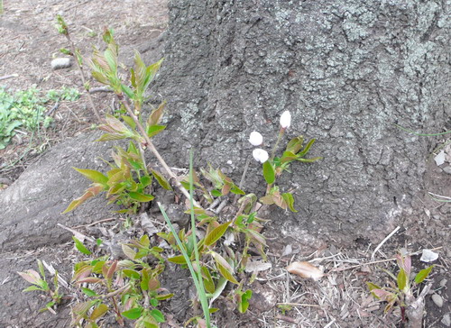 c0101713_21453561.jpg