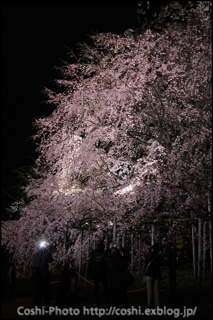 a0110096_16393363.jpg