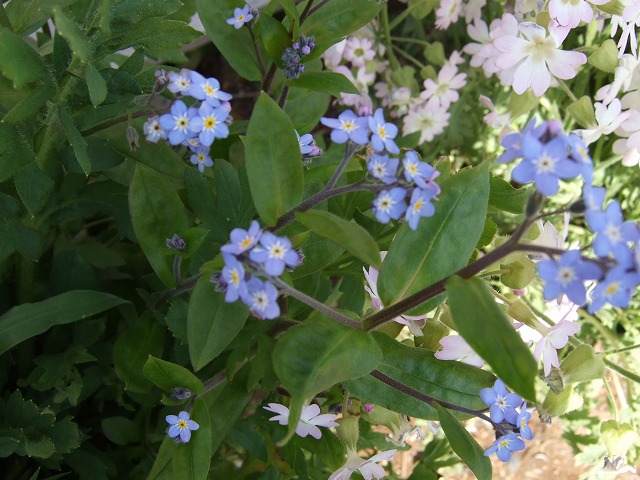 b0107310_2051628.jpg