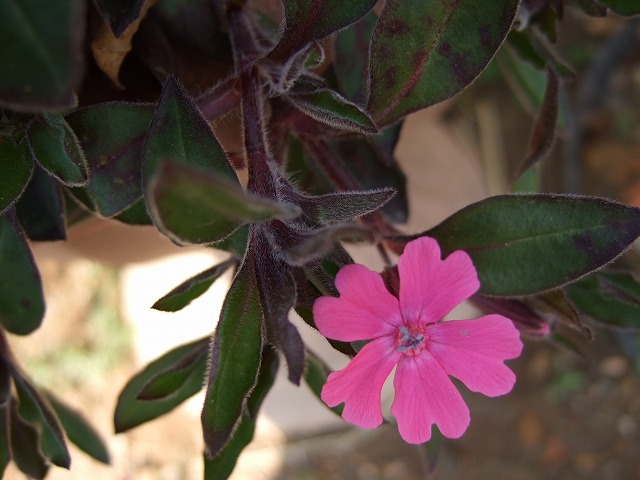 b0107310_209226.jpg