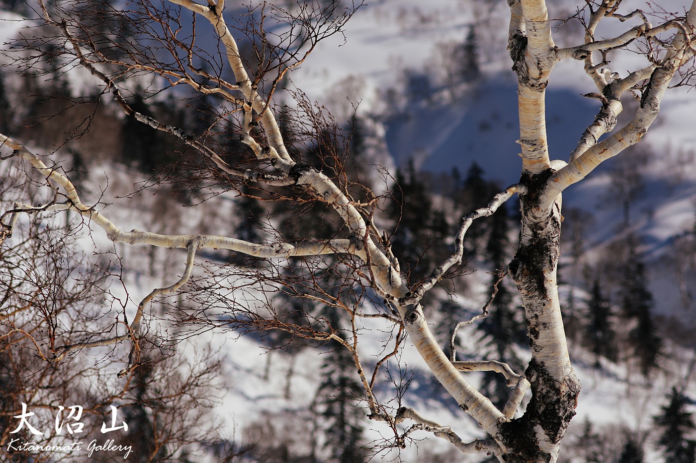 c0073613_9465264.jpg