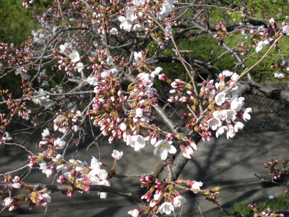 c0003217_20555053.jpg