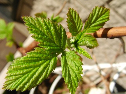 f0002833_15255761.jpg