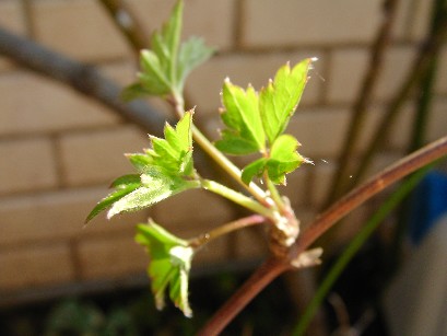 f0002833_15262178.jpg
