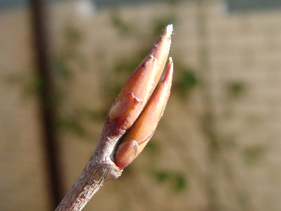 f0002833_1526994.jpg