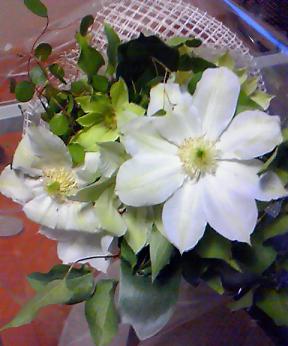 e0159856_1734766.jpg