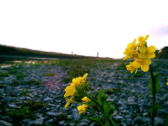 f0084561_1652591.jpg