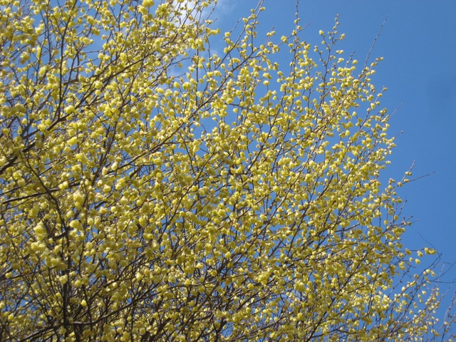 e0015964_22441091.jpg