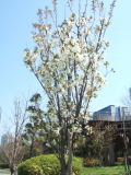e0142170_1956731.jpg