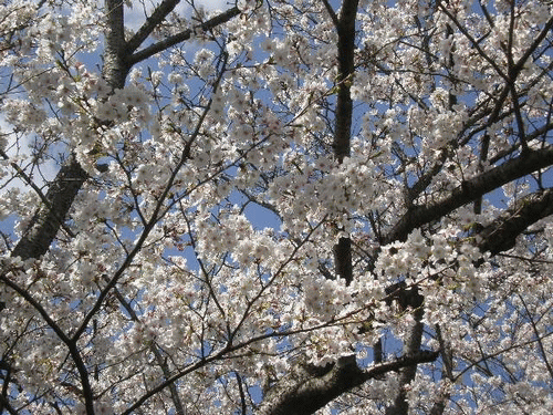 e0077875_119493.gif