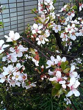 f0054677_8213670.jpg