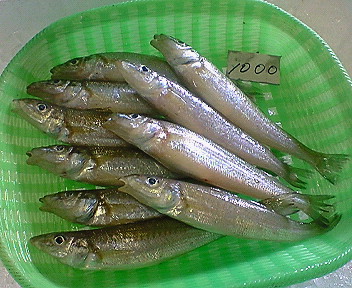 f0175403_9574021.jpg