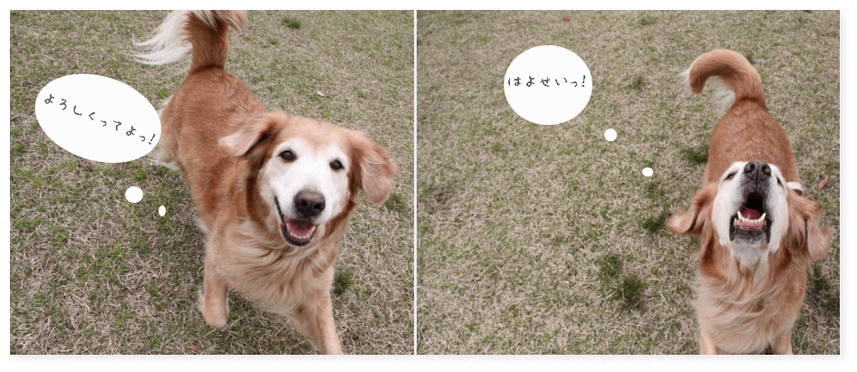 c0017311_1772295.gif