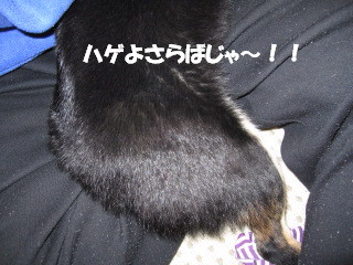 c0185516_12361158.jpg