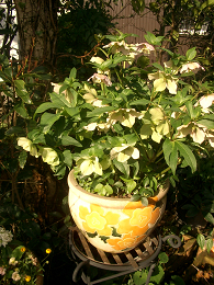 c0086221_17435570.jpg
