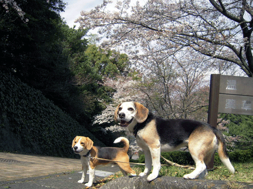 b0005652_12394484.gif