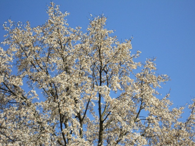 d0038776_22111251.jpg