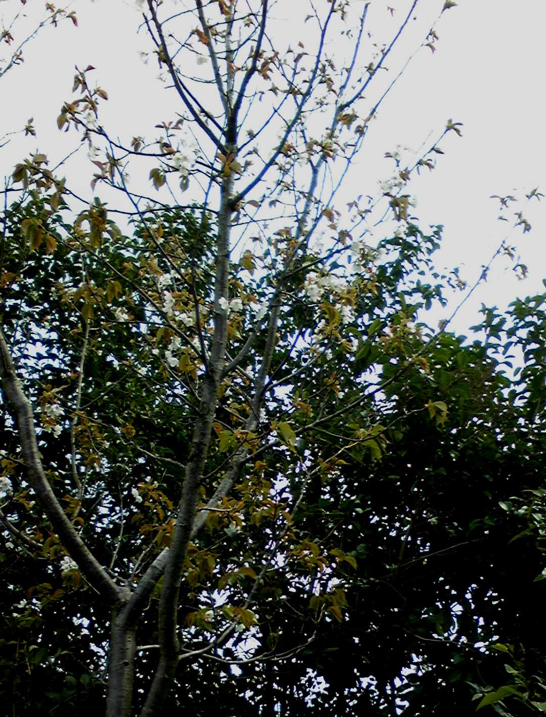 e0126576_11411654.jpg
