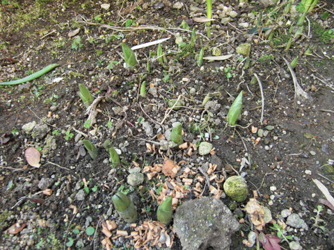 b0169292_21254217.jpg