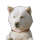 c0034396_1412423.gif