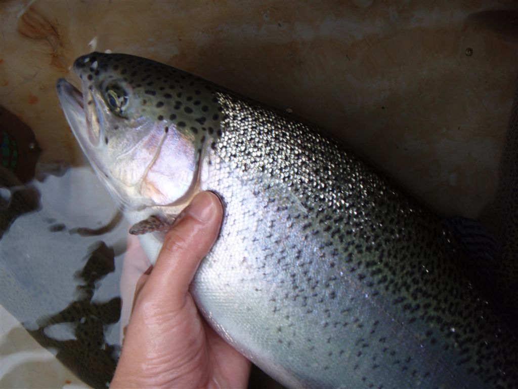 c0177497_20331354.jpg