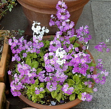 c0138198_1532570.jpg