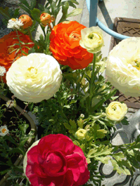 c0188928_2032123.gif