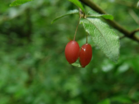 e0145033_2202757.jpg