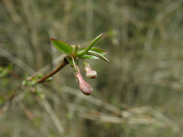 e0145033_22371.jpg