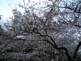 f0082356_1432548.jpg