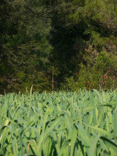 f0055264_2243446.jpg